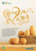 Eat Chicken Eggs Without Worries